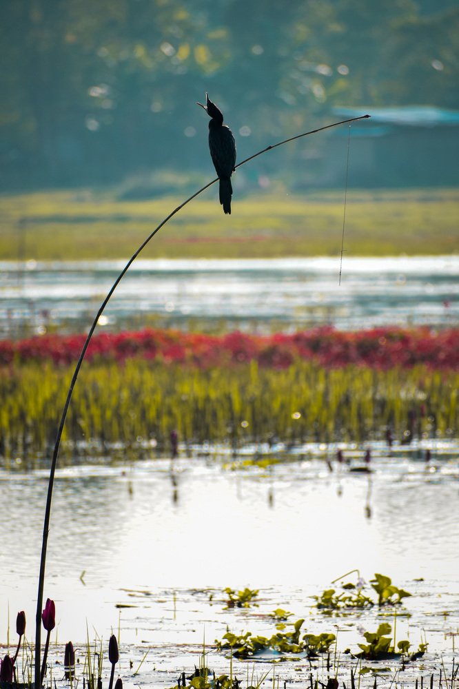 Photograph by Dhrubajyoti Bhattacharyya