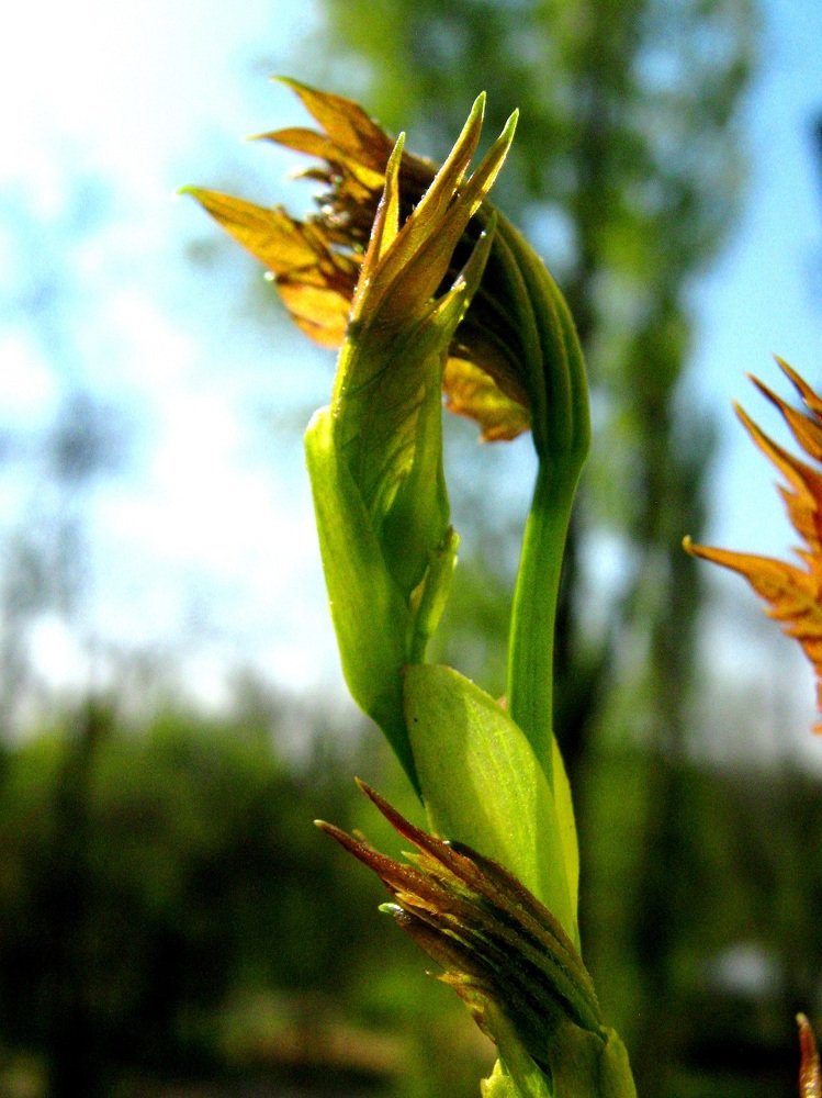аплодисменты