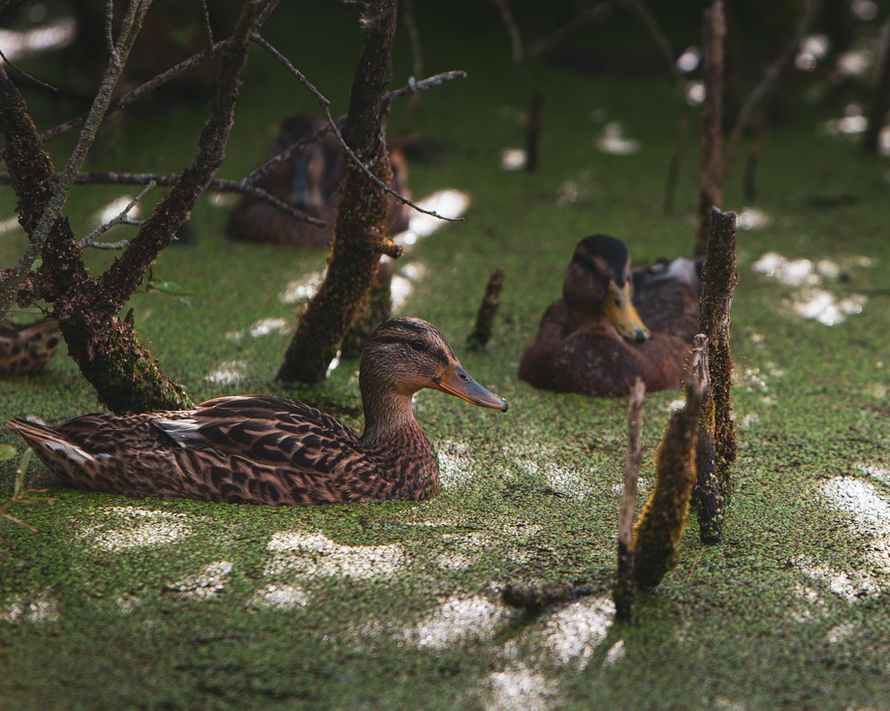 Фотография автора Андрей Барбиер