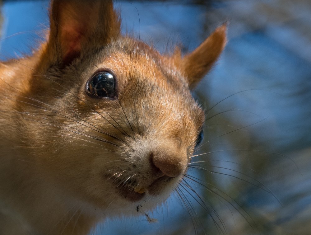 Этюды с белкой