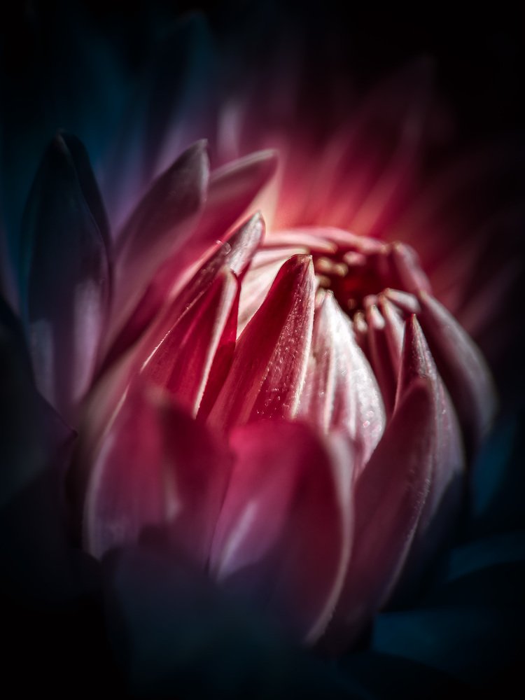 Macro pink-red flower