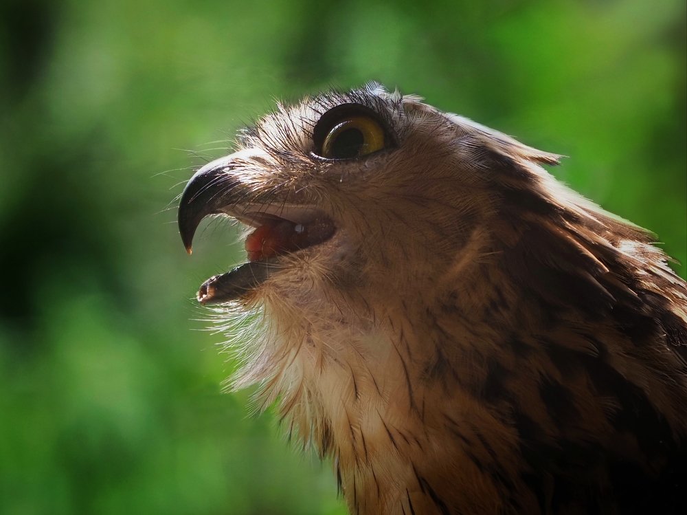 Photograph by Endra Agust