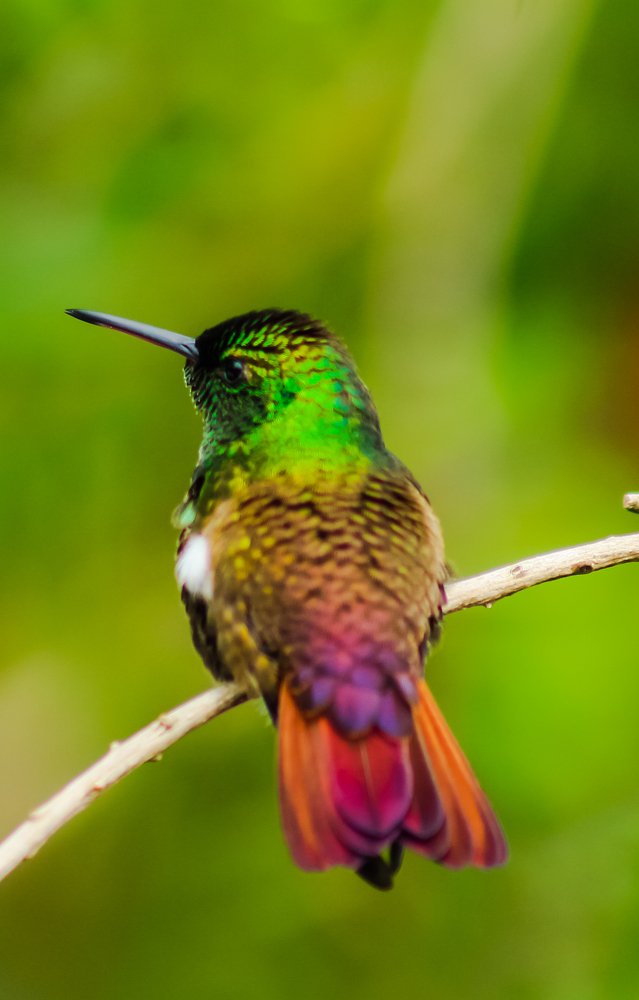 Photograph by Jesus Santamaría