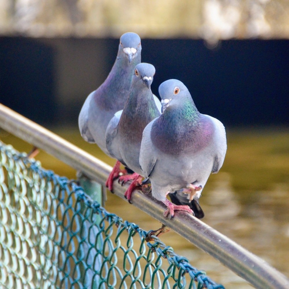 Photograph by Maria Teresa Teixeira de Sousa