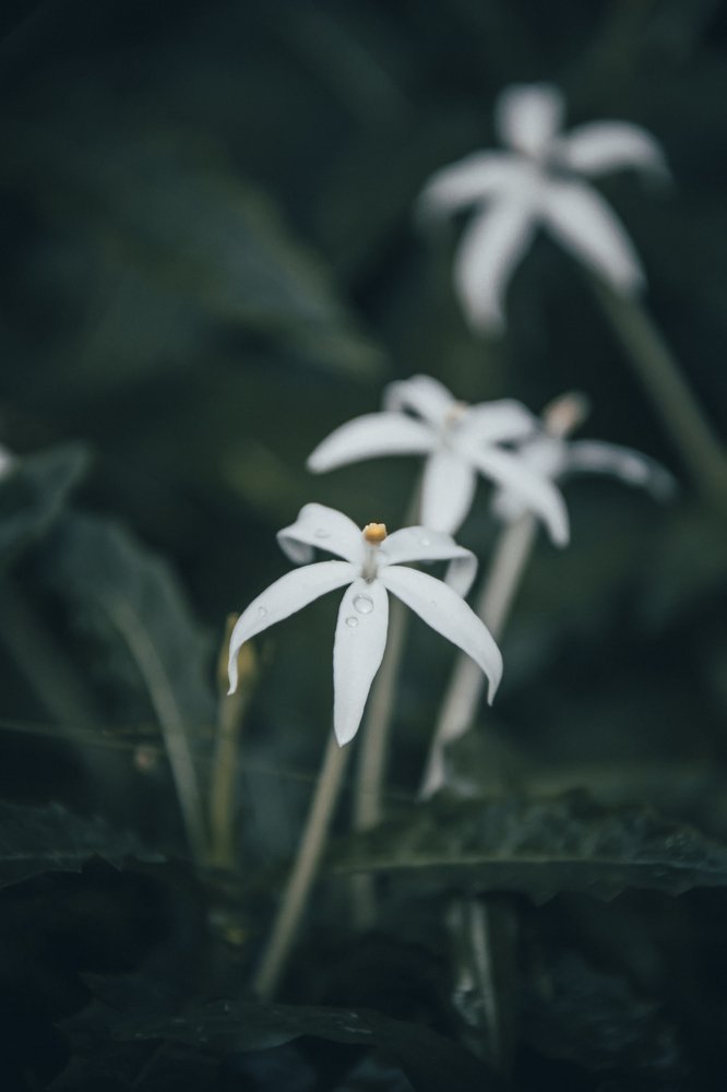 Фотография автора Anil Prabhakar