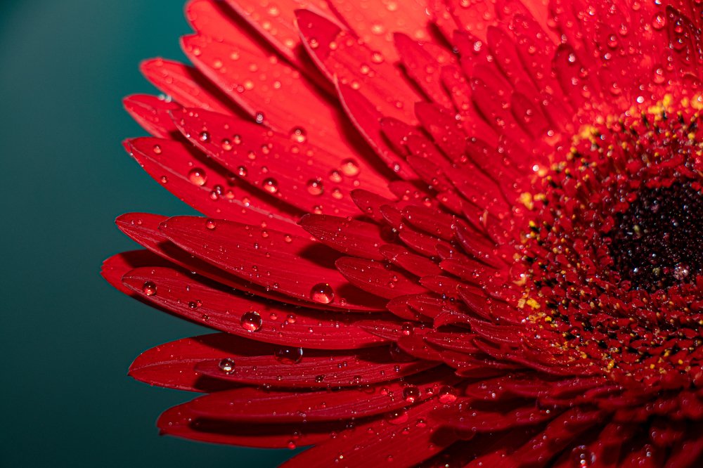 капли Герберы