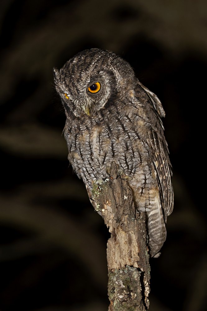 Photograph by Esteban Argerich