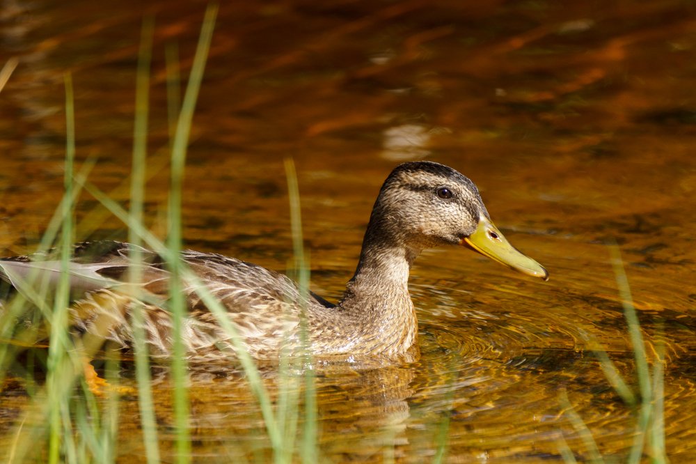 Photograph by Дарий Остахов
