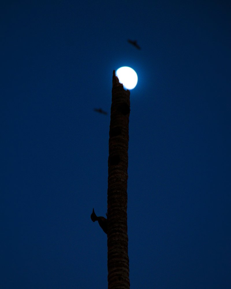 Woodpecker & Moon - Luckiest Shot