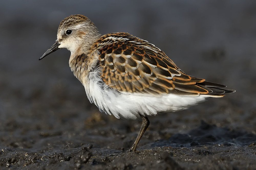 Photograph by Вячеслав Ладанов