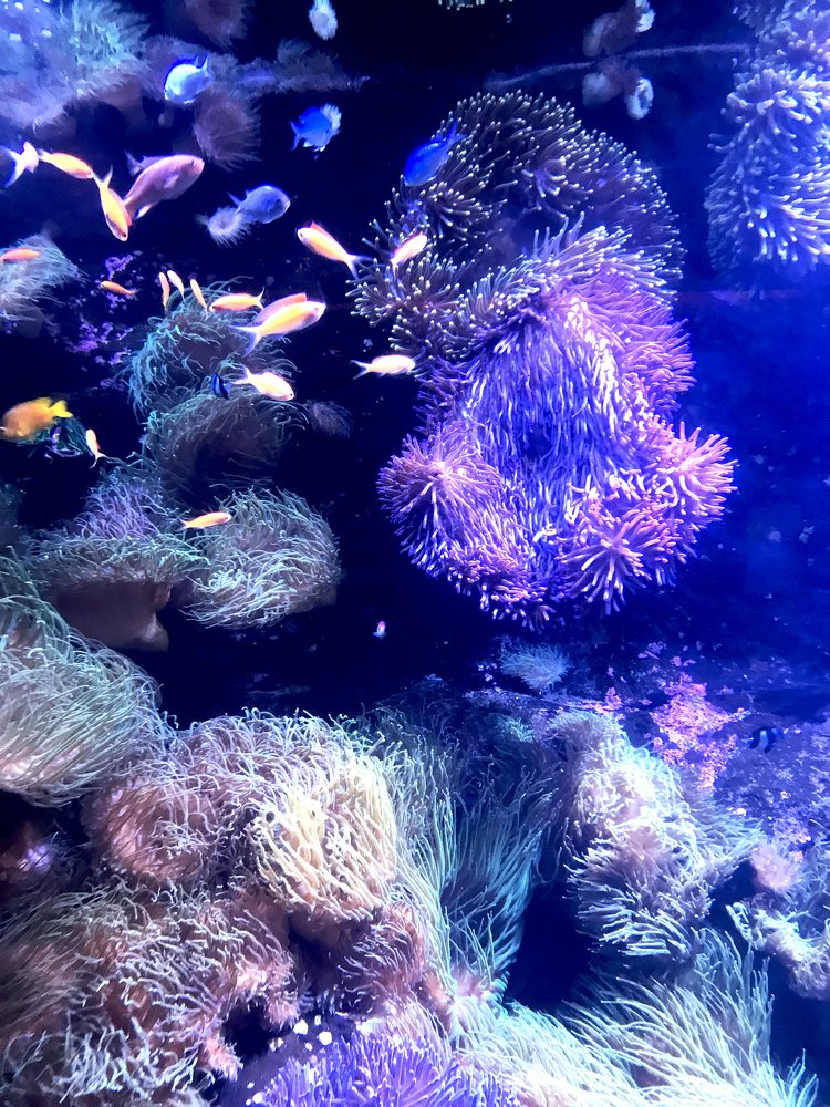 Under the sea