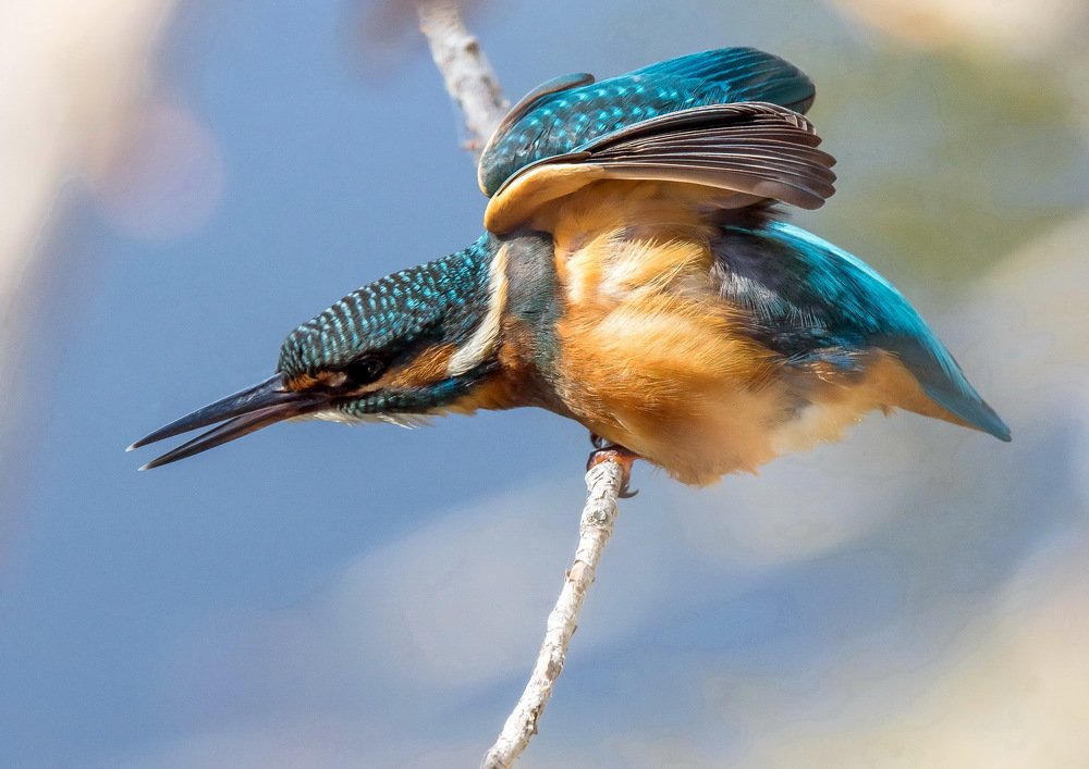 Зимородок на наблюдательном пункте