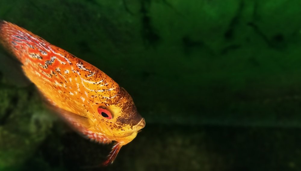 Photograph by Prabhu Viswanathan