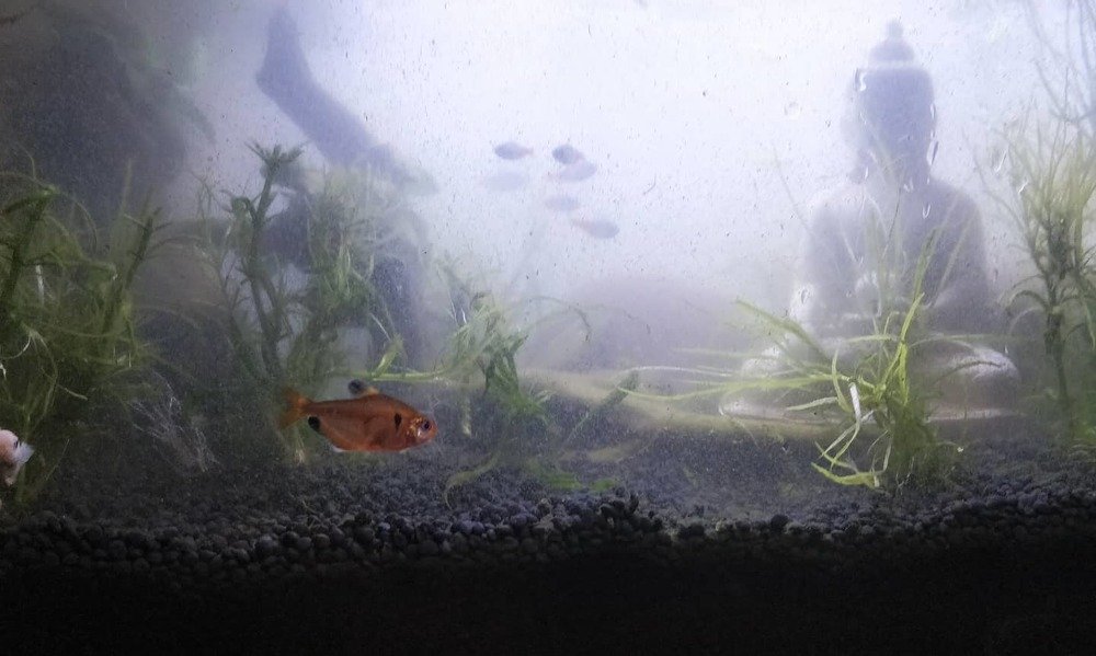 Photograph by Prabhu Viswanathan