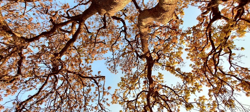 Lookup