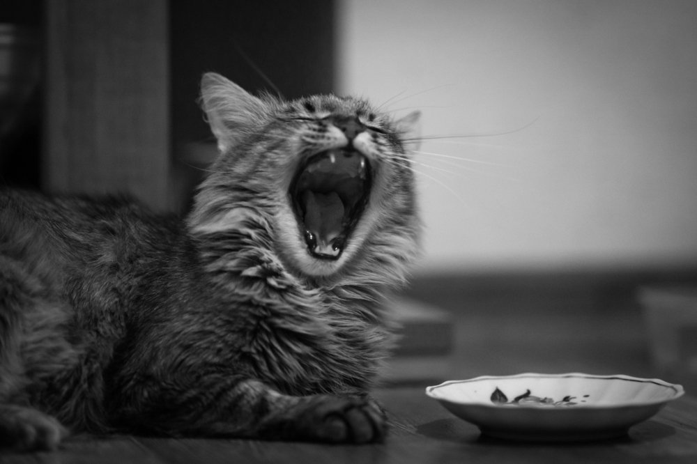 "Где еда? Хозяин!"