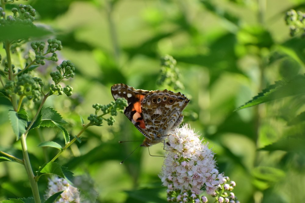 Photograph by виктор Ермилин