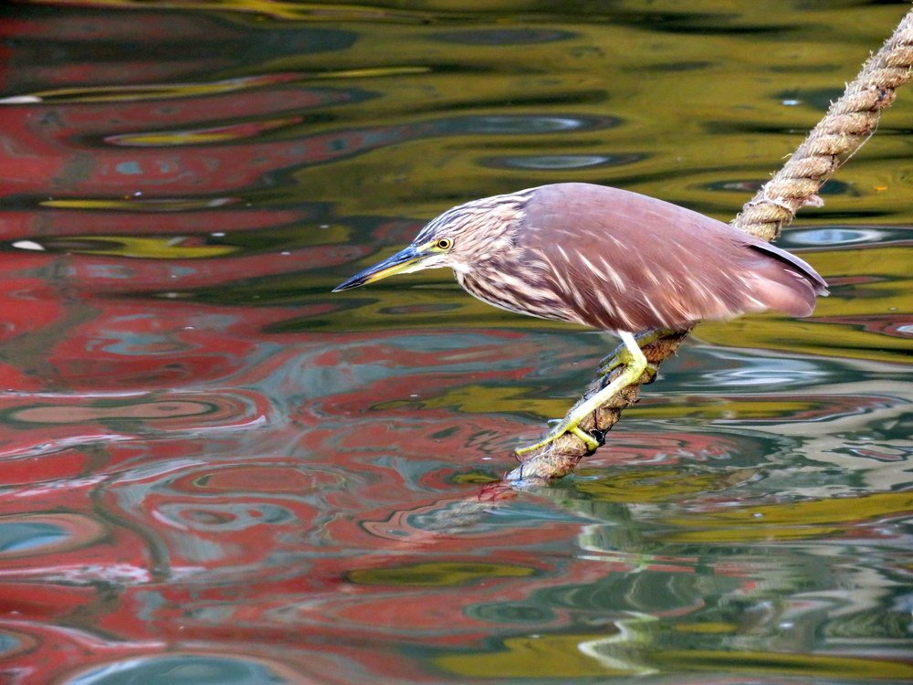 Common pond heron