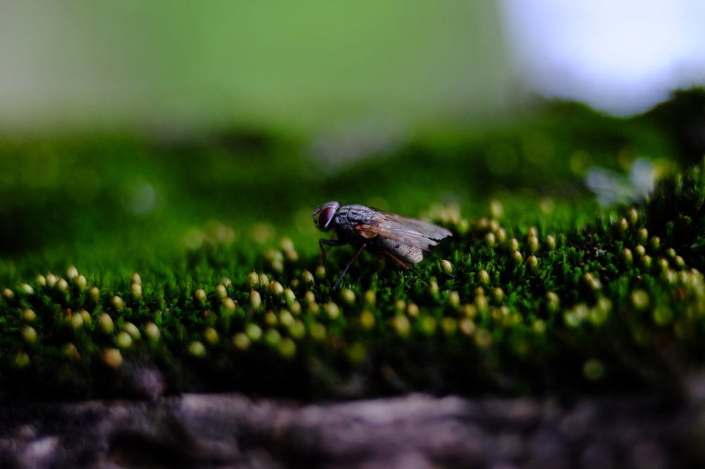 Photograph by Антон Один