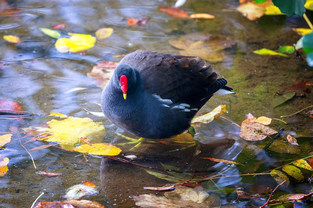 В поисках пропитания