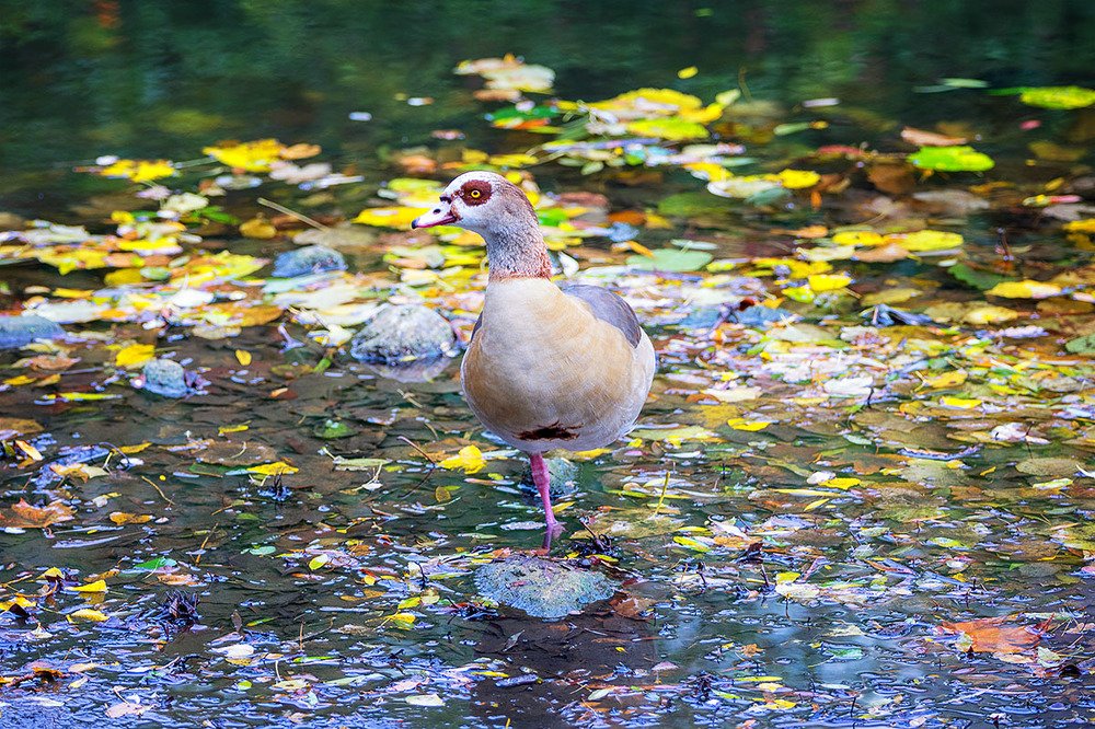 Позирующий