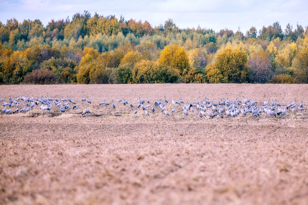 Журавли перед перелётом на зимовку