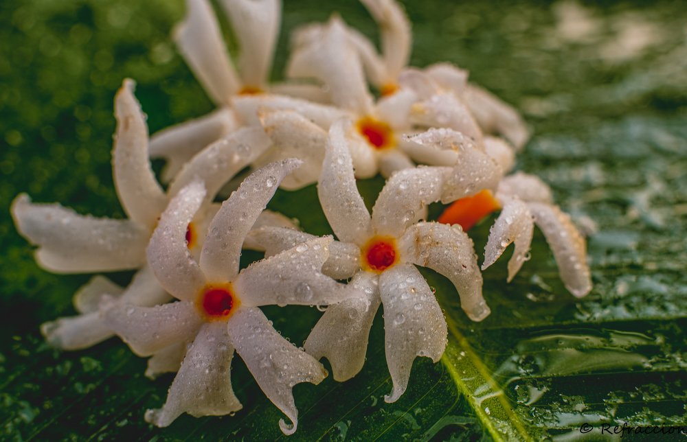 Фотография автора Utathya Roy