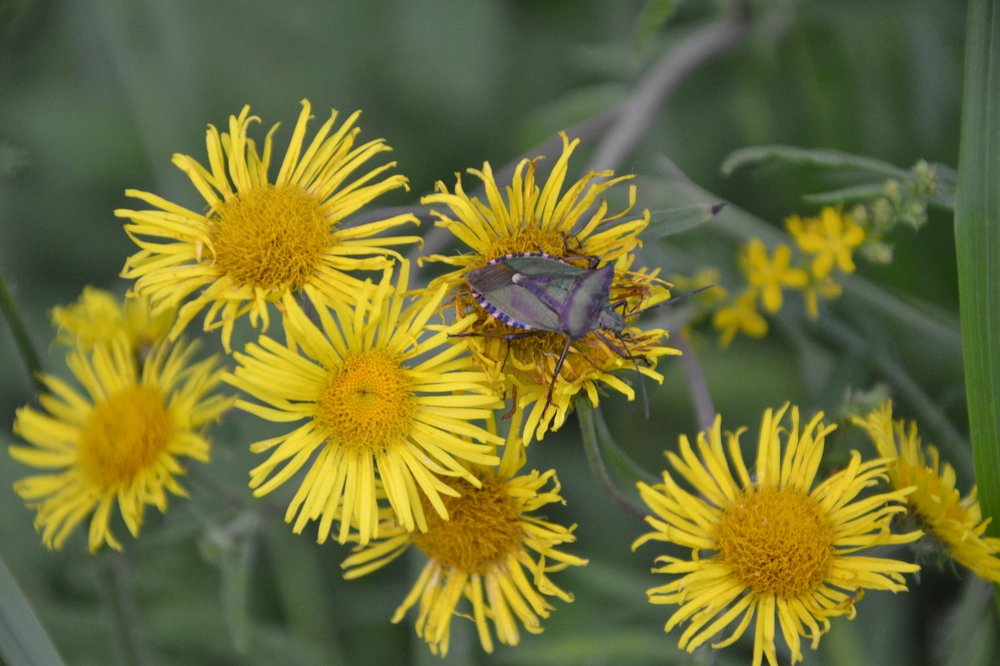 один на желтом
