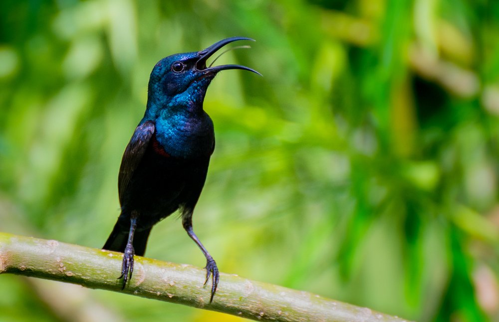Purple Sunbird