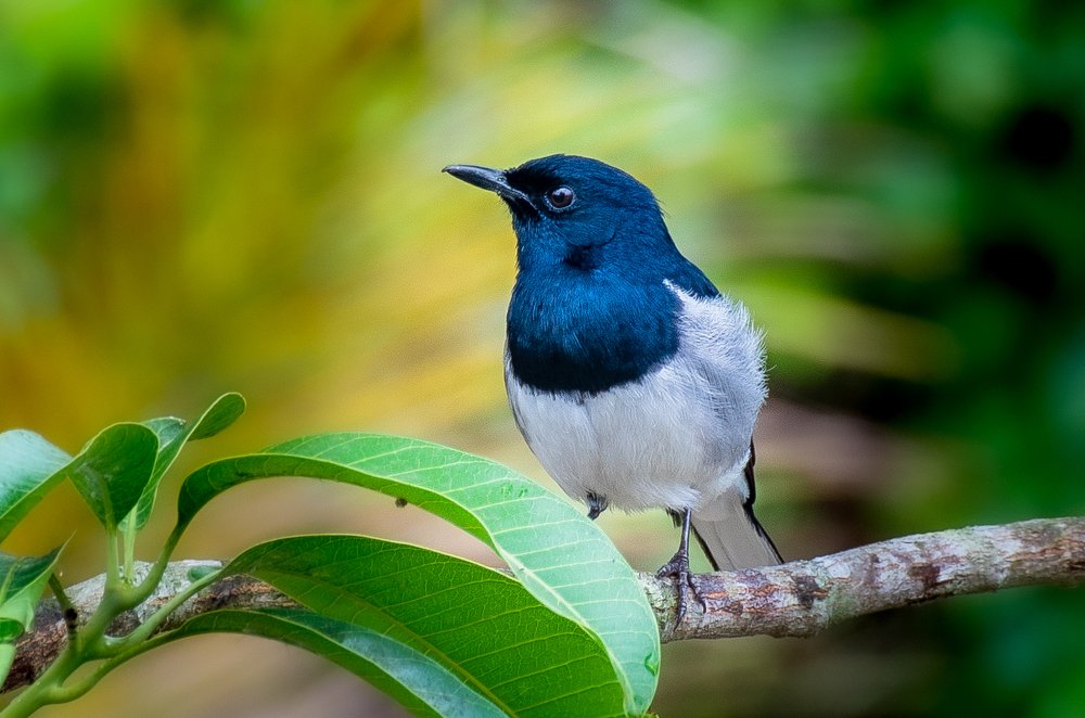 Фотография автора Utathya Roy