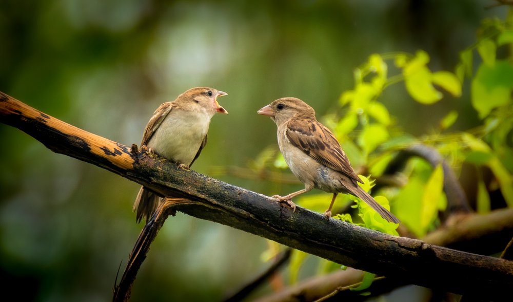 Фотография автора Utathya Roy