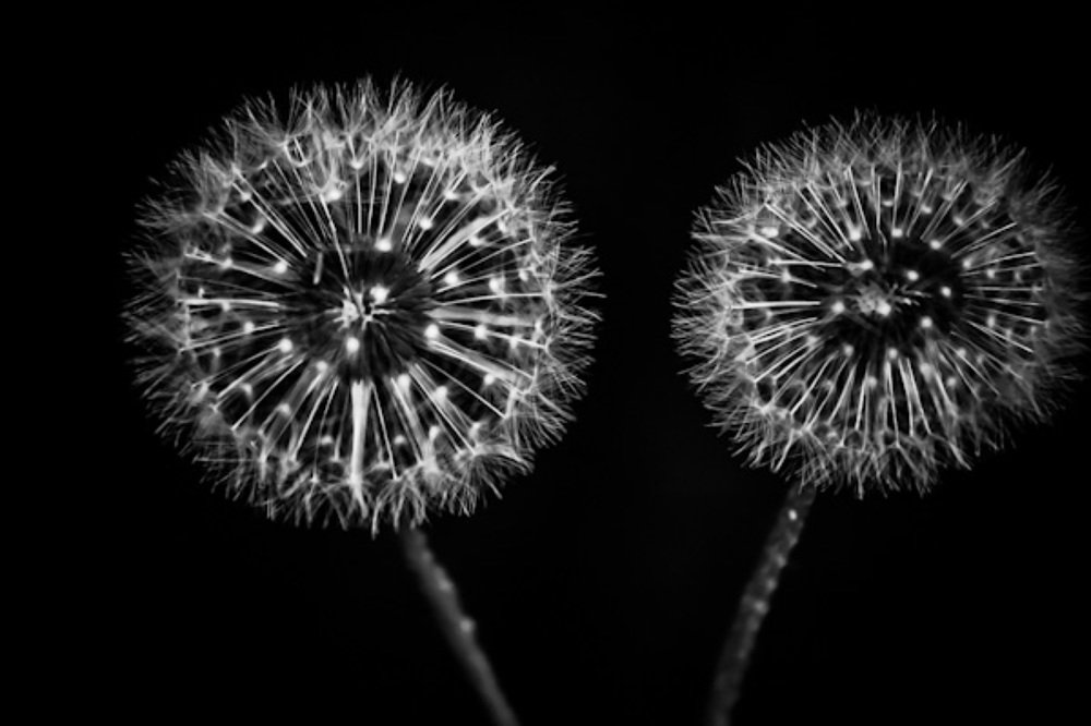 Photograph by Nevin Belder