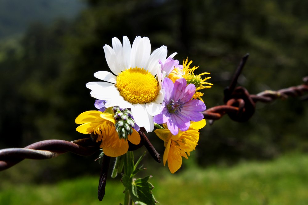 Photograph by Nevin Belder