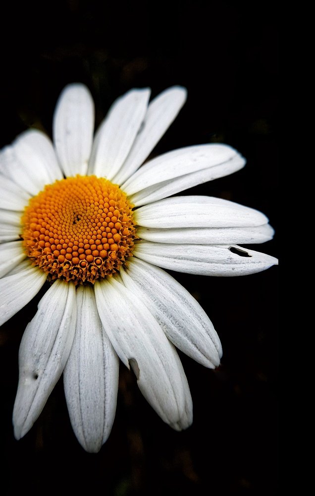 Фотография автора Анастасия Руднева