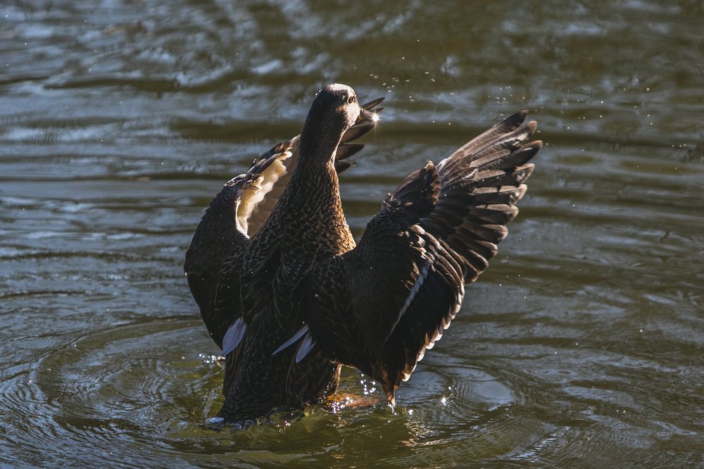 Photograph by Chev Photography