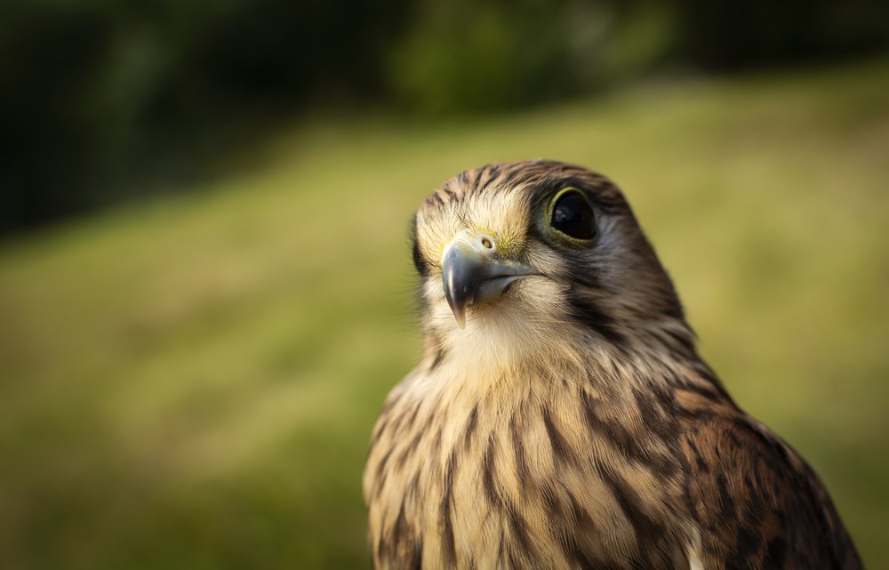 Photograph by Кристина Сотникова