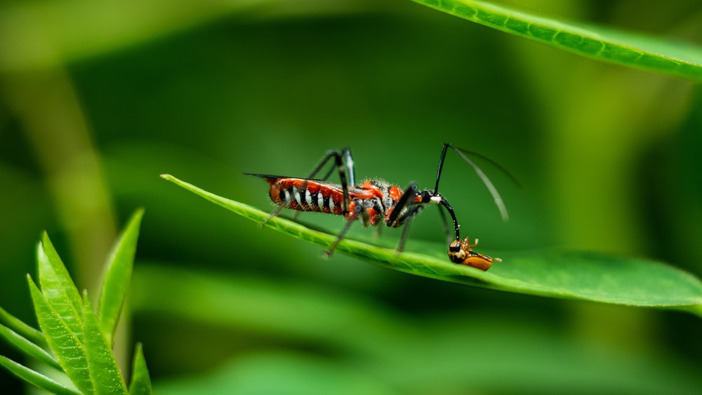 Photograph by Ankan Das