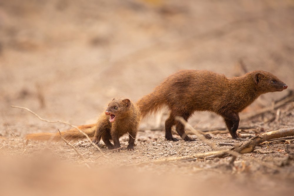 Photograph by Kushan Madushanka Sonnadara