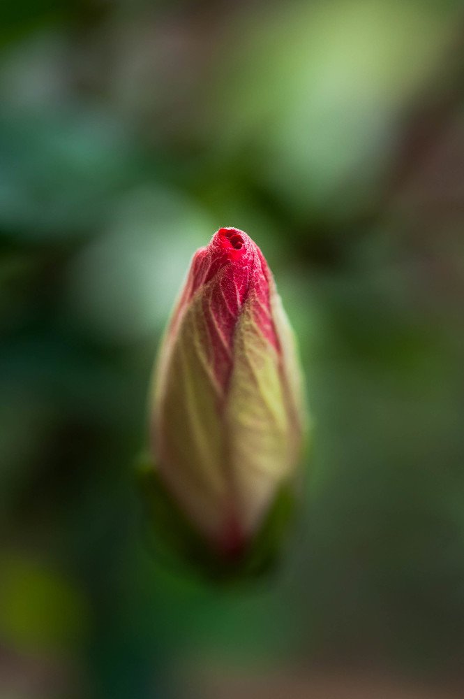 Photograph by Jaya Ram Prajapati