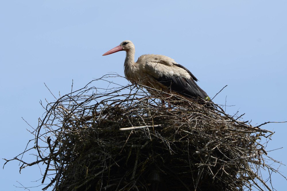 Photograph by Владимир Корчемкин