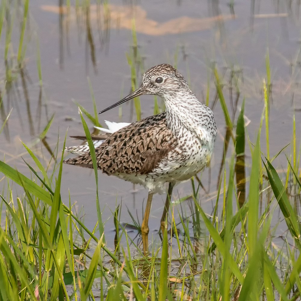 Поручейник