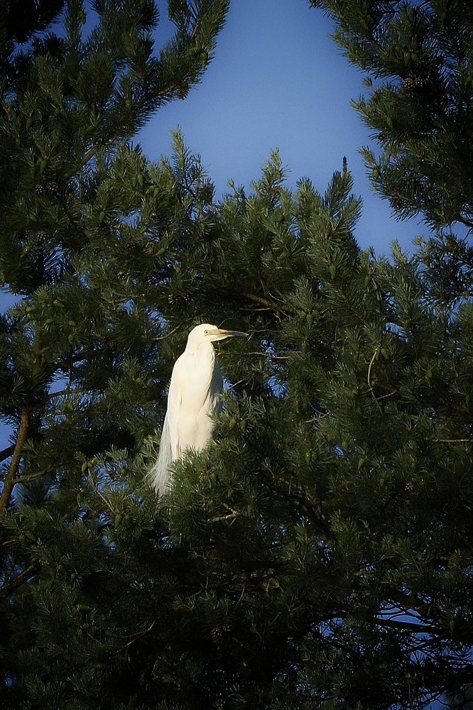 A white heron sits on a pine tree