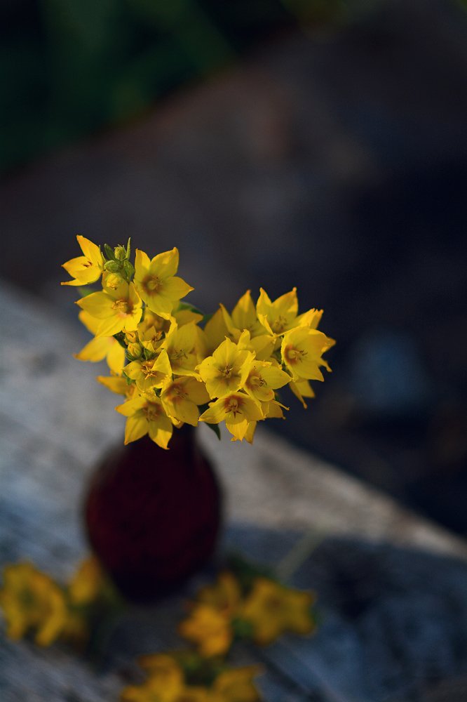 Фотография автора Aлена Хлопова