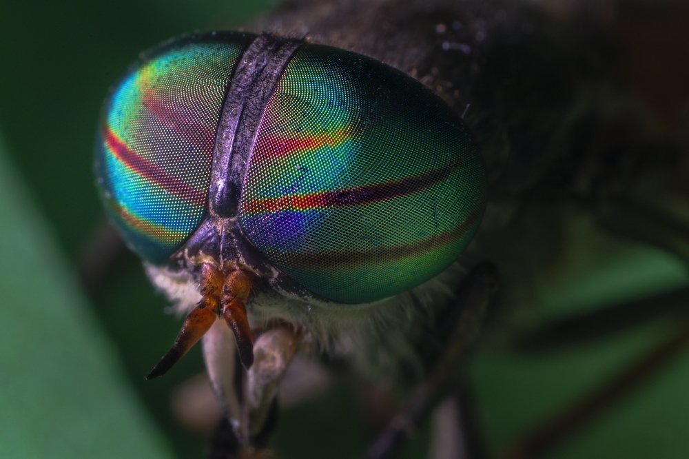 Photograph by Dejan Mržljak