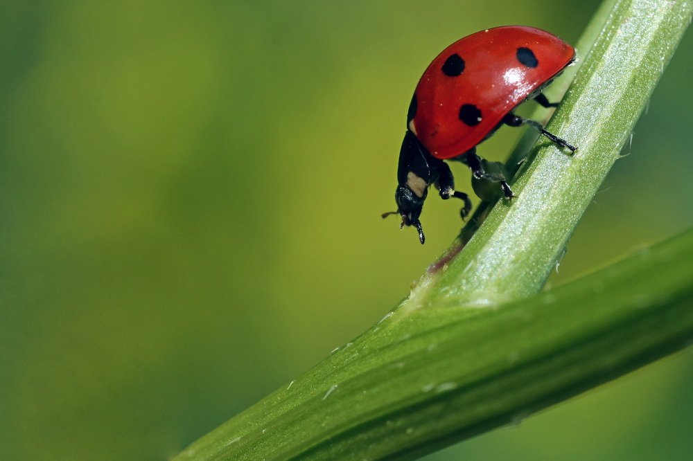 Walking Ladybug...
