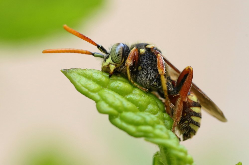 Wasp resting on a mint leaf