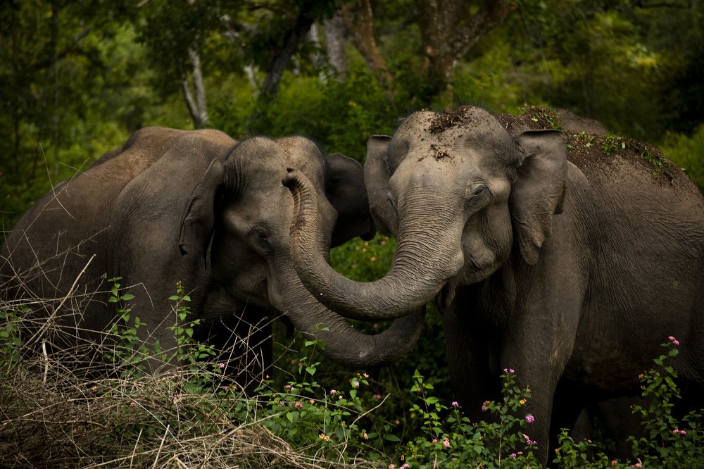 The Secret language of Elephants