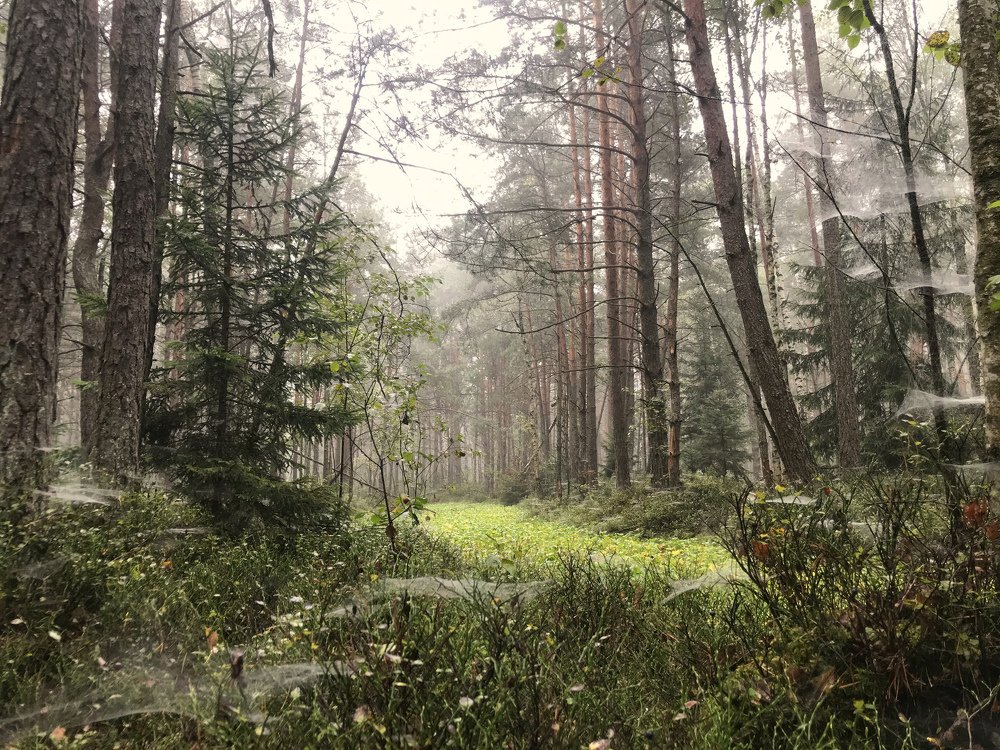 Место, где живут тролли...