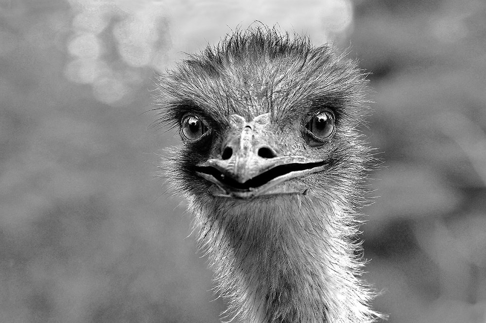 СТРАУС ФЕДЯ