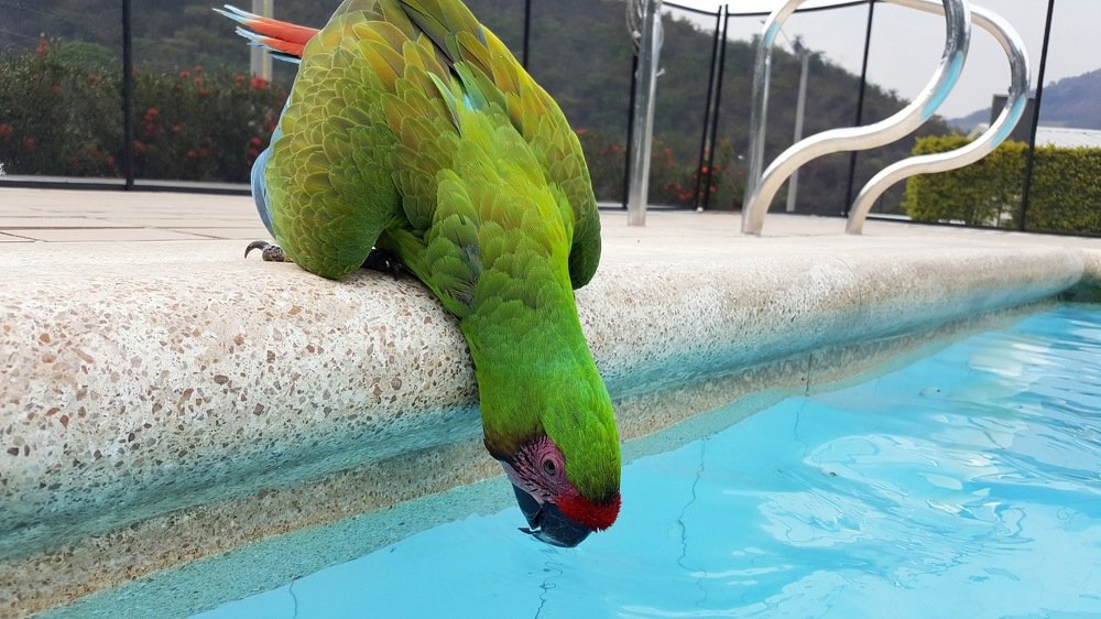 Loro sediento